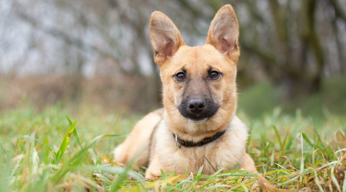 Chiens à adopter
